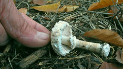 Macrolepiota_konradii_3_AWP_20181027.thumb.JPG.bd7e4195b22727244d375aa7ee5fb57f.JPG