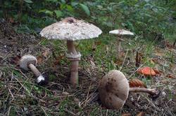 Macrolepiota_konradii_4_AWP_20171009.thumb.jpg.4c0505513f660efe949f1d1778b74e59.jpg