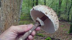 Macrolepiota_procera_3_AWP_20161006.thumb.JPG.c56b9ca6de601439027d3f16de36ce7f.JPG