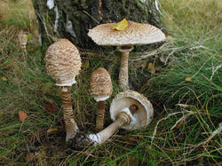 Macrolepiota_procera_AWP_20070922.thumb.jpg.b95a589f4cb0931bf1c787e56d94a357.jpg