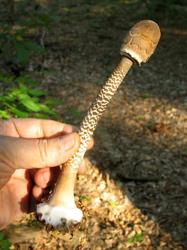 Macrolepiota_procera_AWP_20110923.thumb.jpg.b1ed65e85b97b7660ece05e25e5a78fd.jpg