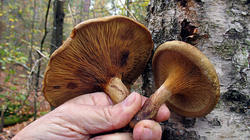 Paxillus_involutus_AWP_20181027.thumb.JPG.4b148fe91f89c382fcdc6e2b2a4591e4.JPG