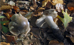 Tricholoma_.thumb.jpg.1123ab88779e18b5623bc9964f770c20.jpg