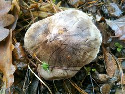 Tricholoma 181106 ель дуб (11).jpg