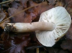 Tricholoma 181106 ель дуб (13).jpg