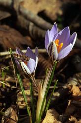 Crocus_reticulatus_PSE-04.jpg