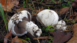 Agaricus_bisporus_AWP_20181130.thumb.JPG.0cae59d8bc704a970a02e7623f155705.JPG