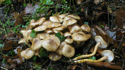 Armillaria_gallica_3_AWP_20181203.thumb.JPG.e3f0b22d08b2da5bb7aef129dadf56ba.JPG