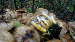 Armillaria_gallica_4_AWP_20181203.thumb.JPG.57cb8b3f60db3fd3041f4f5654a5456d.JPG