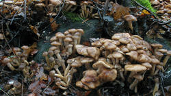 Armillaria_gallica_5_AWP_20181203.thumb.JPG.bb8733073a5dd15a83493daa266da3fa.JPG