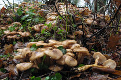 Armillaria_gallica_AWP_20181203.thumb.JPG.358aae6fa06ed9bc765d6df56897deb7.JPG