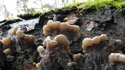 Auricularia_mesenterica_AWP_20181203.thumb.JPG.e256cc5016cc244781c4c395bcf606bc.JPG