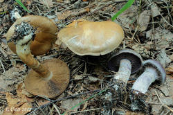 Cortinarius_infractus_AMD_20180910.JPG