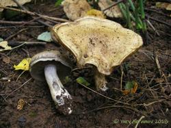 Cortinarius_infractus_AYV_20120904_02.jpg