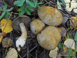 Cortinarius_infractus_AYV_20160923_03.jpg