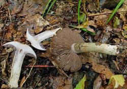 Cortinarius_infractus_ESV_20170729-04.thumb.jpg.6c6613495a33a8115ac10730190bccc1.jpg