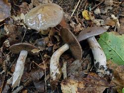 Cortinarius_infractus_ESV_20170916-07.thumb.jpg.738bf2ec692840ee0362478a9a561f0d.jpg