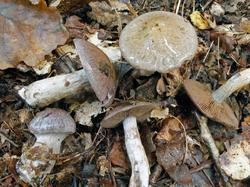 Cortinarius_infractus_ESV_20170916-08.thumb.jpg.1750feb30f17058601fd51e1507b5f96.jpg