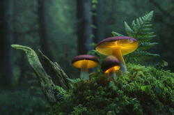 Glowing-mushrooms-14.thumb.jpg.9c9086b72bef21c031a4104b77eb6357.jpg