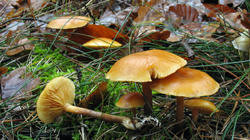 Gymnopilus_penetrans_2_AWP_20181203.thumb.JPG.80f5f3d1c6295a0a63050c87833876c7.JPG