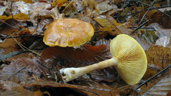 Gymnopilus_penetrans_AWP_20181203.thumb.JPG.429ed026bc8179451ca537825545e52b.JPG