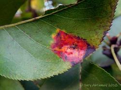 Gymnosporangium_sabinae_AYV_20180923_01.jpg