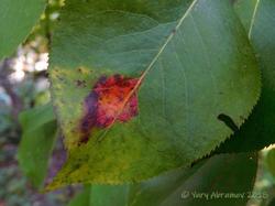 Gymnosporangium_sabinae_AYV_20180923_02.jpg