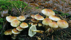 Hypholoma_fasciculare_AWP_20181203.JPG