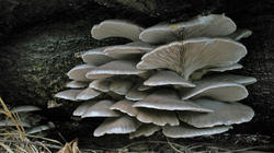 Pleurotus_ostreatus_AWP_20181203.thumb.JPG.e0885b94225cf5badae334aefef8d8e0.JPG