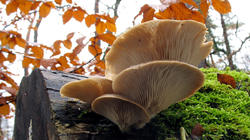 Pleurotus_pulmonarius_2_AWP_20181203.thumb.JPG.39352d3de2929d8453d191455dec4a91.JPG