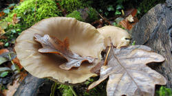 Pleurotus_pulmonarius_AWP_20181203.thumb.JPG.b116c2129fb31d62edffb9813ee80d09.JPG