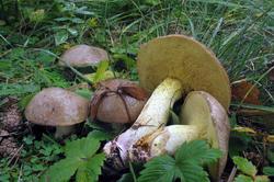 Suillus_mediterraneensis_AWP_20171023.thumb.JPG.571fd9d65c149ade8425543787dfdd6e.JPG