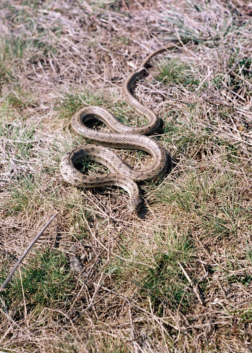 Змеи средней полосы