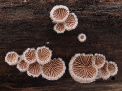 266093292_190311n148mG9Schizophyllumcommune.thumb.jpg.006f4ee2b9dd613fe379fc80c1011563.jpg