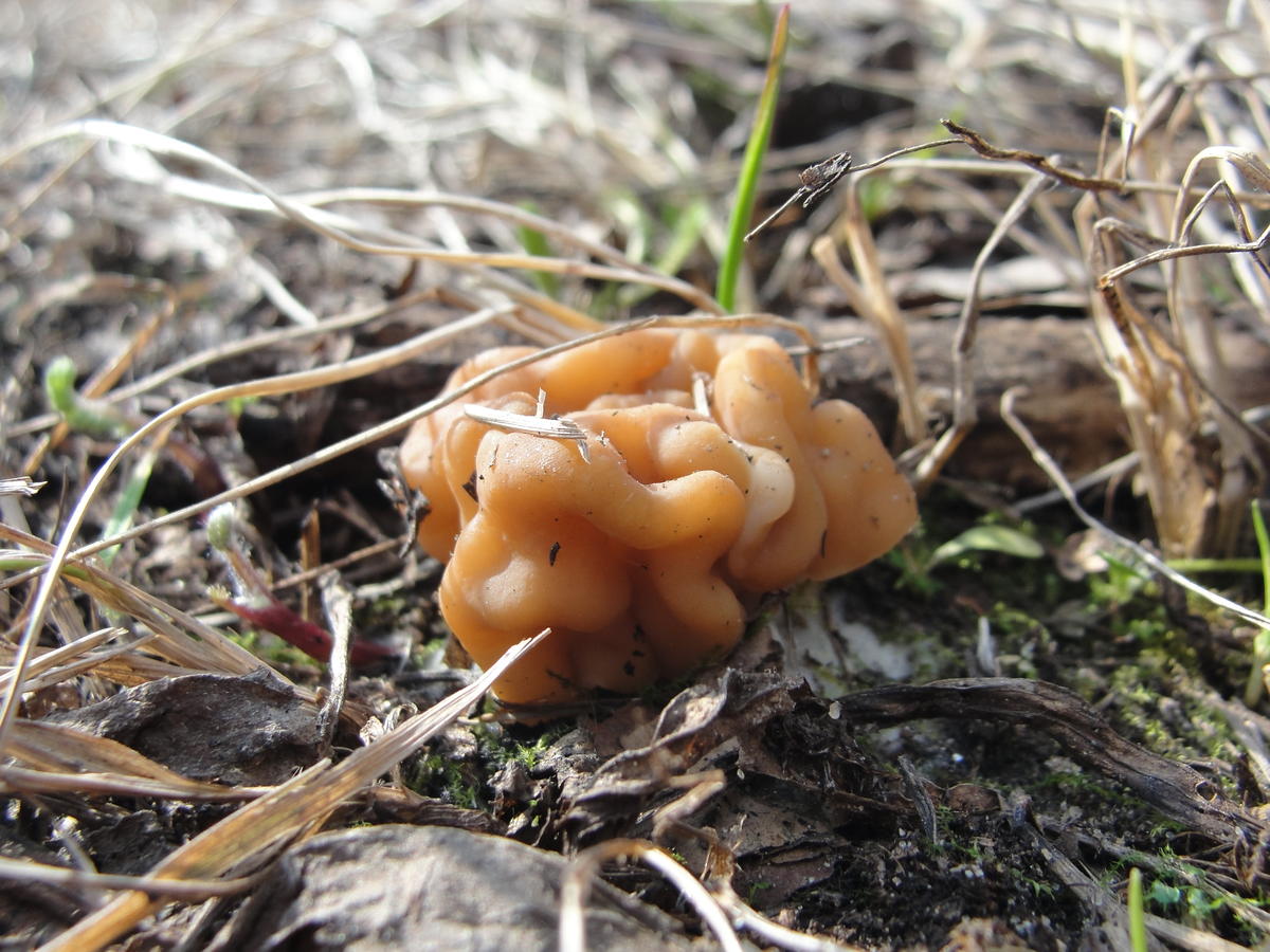 Первые грибы весной название. Весенние грибы. Весенние грибы средней полосы. Первые весенние грибы. Весенние грибы съедобные.