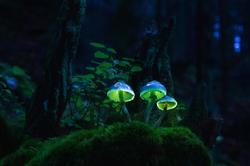 Glowing-mushrooms-01.thumb.jpg.8f79504dc69dd6c1378448cd2499ecb2.jpg