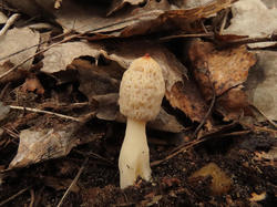 1197761286_190410n111mMPSG1Morchellaconica.thumb.jpg.9508d9248adc2c0719abc3371dcb3f26.jpg