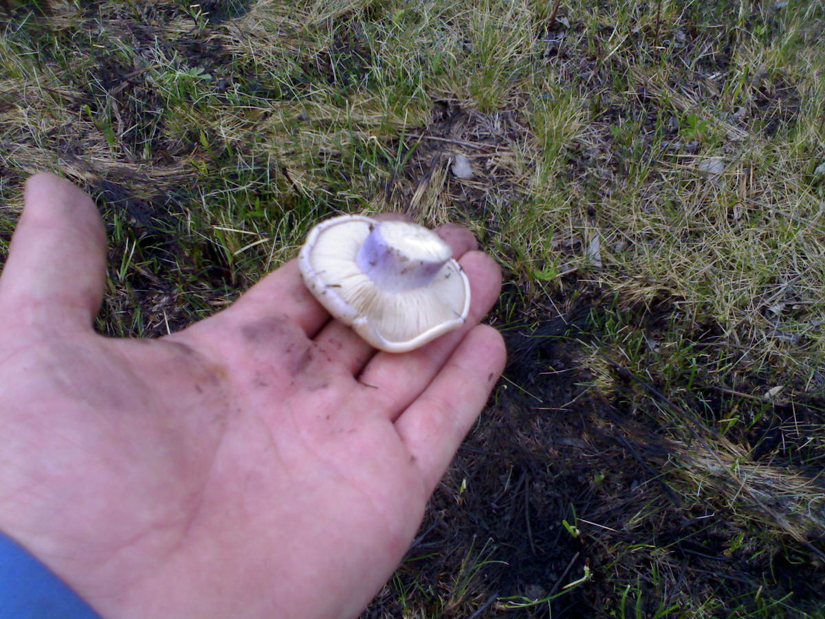 синеножка гриб фото