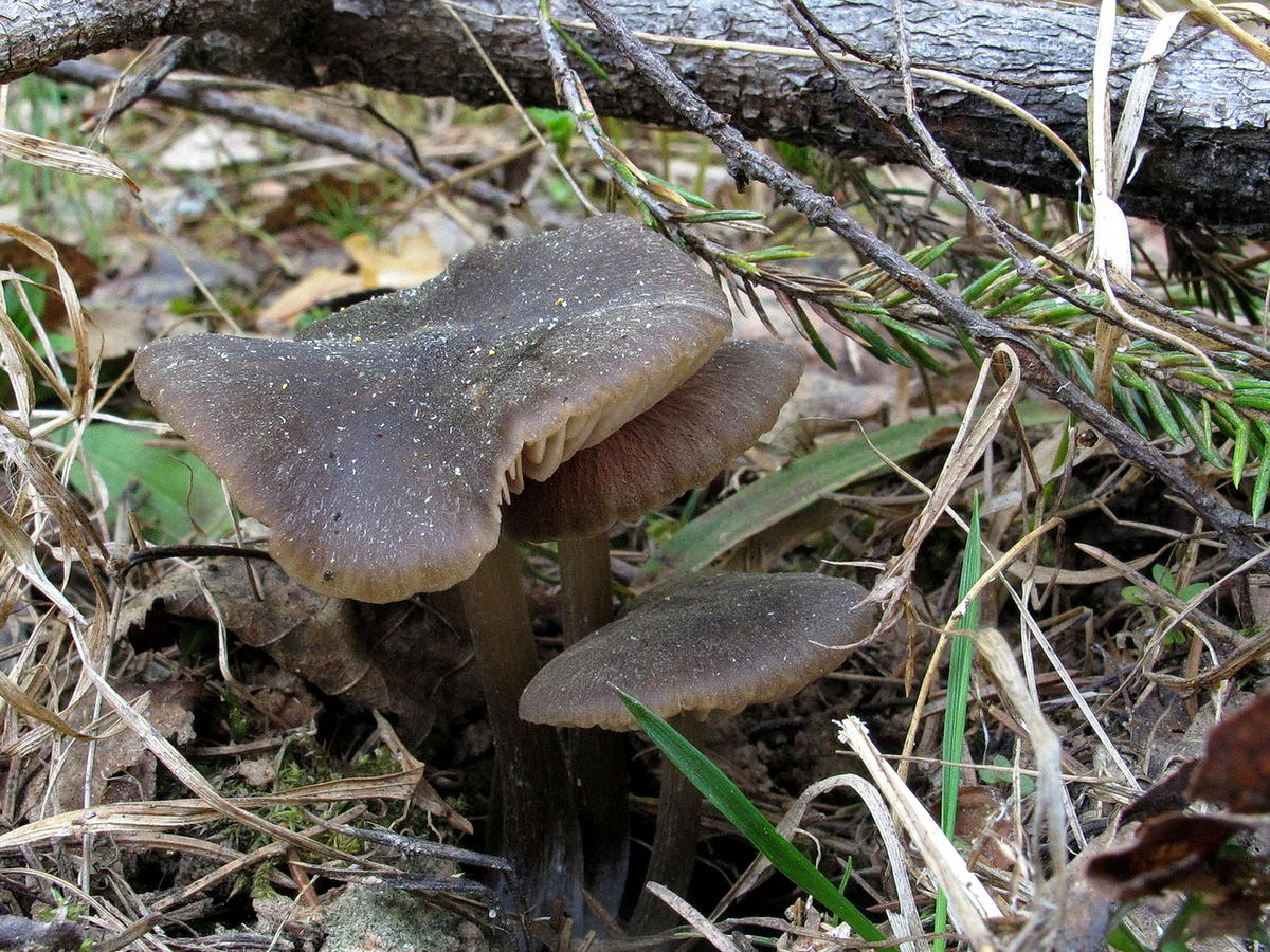 Весенние съедобные грибы фото и название. Entoloma vernum. Энтолома Весенняя. Энтолома Вернум. Энтолома Весенняя псилоциб.