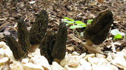 Morchella_elata_2_AWP_2019_0409.thumb.JPG.07ed9f75c81c526d80f63f49f8bcefd1.JPG