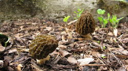 Morchella_elata_AWP_2019_0409.thumb.JPG.f11e83be5f0eb4707d2219bf90dcccb6.JPG