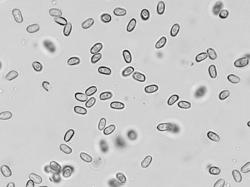 0008-w.thumb.jpg.5b2be8cfabc98bc0b9dd7b016ad2d3cb.jpg