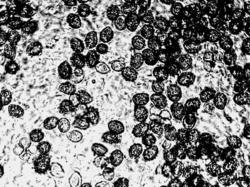 0009-green-filter.thumb.jpg.fa7e1f7f3952dc0f82f48d33d09c1cd3.jpg