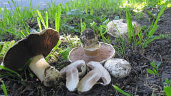 Agaricus_bitorquis_2_AWP_201905_11.thumb.JPG.5b3cf25714cee464fb5a550d87726e1f.JPG