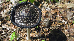 Coprinopsis_picacea_5_AWP_20190513.thumb.JPG.c9c06e6fdc0a2fe68367fba14c2e0334.JPG