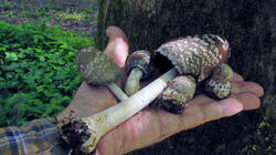 Coprinopsis_picacea_6_AWP_20190513.thumb.JPG.ee62417907f777d3926b0dc9adc1dd06.JPG