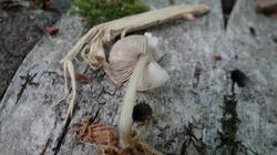 DSC00477.thumb.JPG.3d411fb4918ef97da5c4ffc042e995ec.JPG