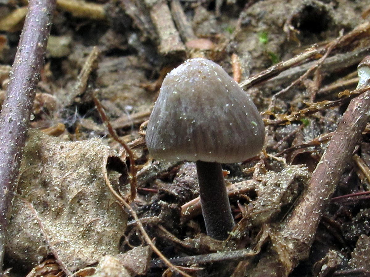 Какие грибы в мае. Mycena leptocephala. Пластичные грибы Подмосковья. Грибы в Подмосковье. Майский гриб.