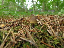 IMG_9612.thumb.JPG.e1266adcbb35fac1c0c714385e51efc1.JPG