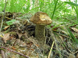 IMG_9624.thumb.JPG.e32177a577dc847eca40d0be64ef208d.JPG